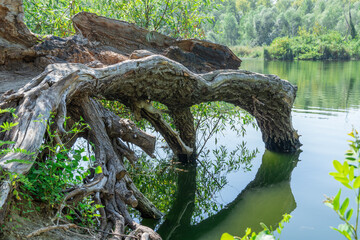 Fototapeta na wymiar Fallen trunk old tree on the picturesque lake. Big snag in the green lakeshore. Plant has rotted over time and broken. Decomposition and destruction of tree in long time. Lush foliage and dense grove.