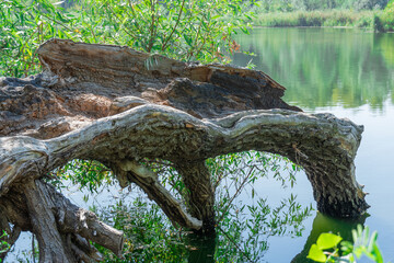 Fallen trunk old tree on the picturesque lake. Big snag in the green lakeshore. Plant has rotted over time and broken. Decomposition and destruction of tree in long time. Lush foliage and dense grove.