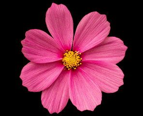 pink flower isolated on black