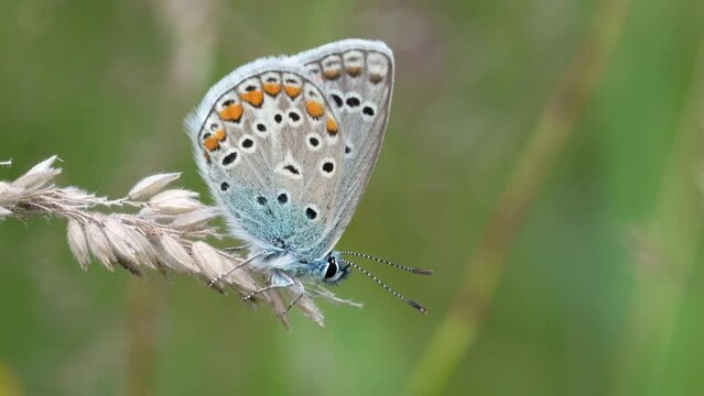 Polyommatus icarus is a small lepidopterous insect belonging to the Lycaenidae family. Beautifully colored butterfly.
