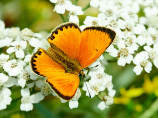 Scarce copper butterfly. Lycaena virgaureae