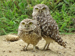 Athene cunicularia - Buho terrestre