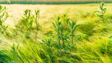 Kornblumen im Frühling