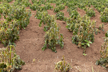 Fototapeta na wymiar Potato plants damaged by the frost. Potato plants showing signs of frost damage to leaves. potato agricultural field.
