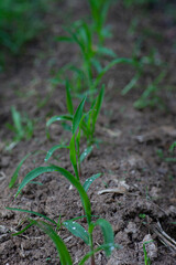 Young crops in a garden row.