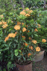 Yellow Ixora coccinea flower plant on farm