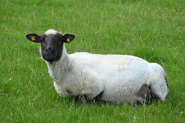 Obraz premium Weißes Schaf mit schwarzem Kopf auf grüner Weide