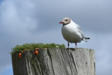 Kleine Möwe auf einem Holzstamm vor bewölktem Himmel