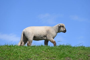 Junges Schaf spaziert auf einem Deich