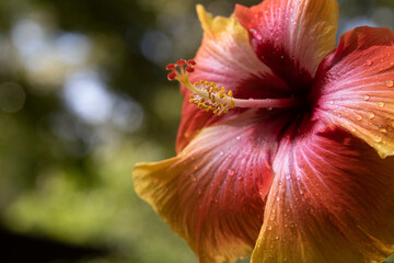 Tri colored hibiscus flower blooms.