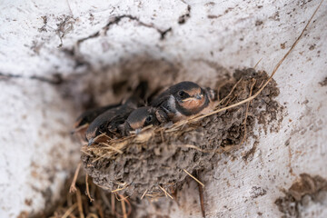Young swallow birds in a mud nest with small red lice on them