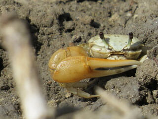 Uca sp - cangrejo violoinista