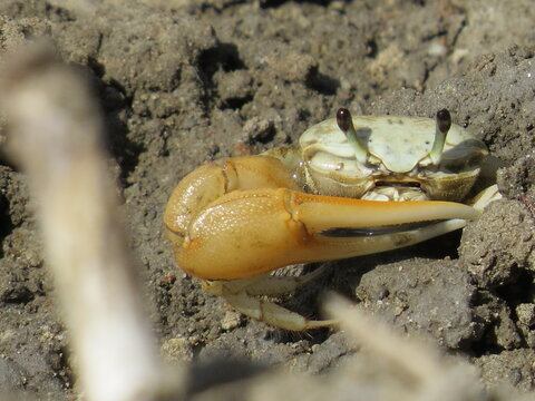 Uca sp - cangrejo violoinista