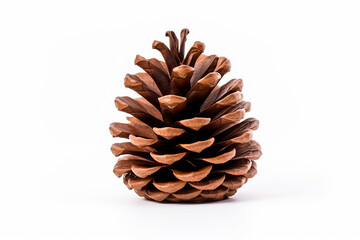 Single fir cone on white background