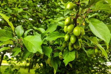 Close up of myrobalan plum green on a harvest tree