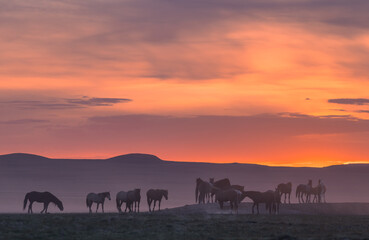 Fototapeta na wymiar Herd of Wild Horses at Sunset in the Utah Desert