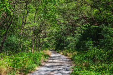 森の中の砂利道