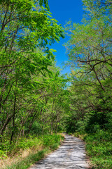 森の中に続く砂利道