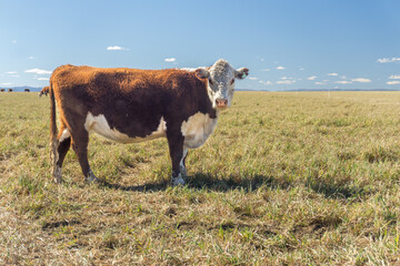 Brown and white Polled Hereford cow in a field looking at the camera. Side view. copy space