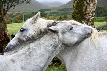 Lipizzaner Horses from Slovenia