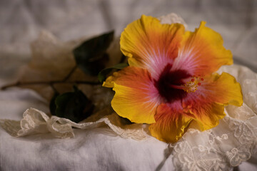 Tri colored hibiscus flower blooms.