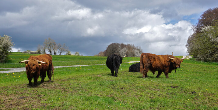 Schottisches Hochlandrind; Highland Cattle; Kyloe; Scottish highland cattle;