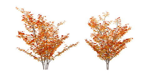 Autumn trees isolated on white	
