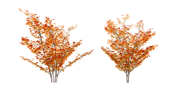 Autumn trees isolated on white	
