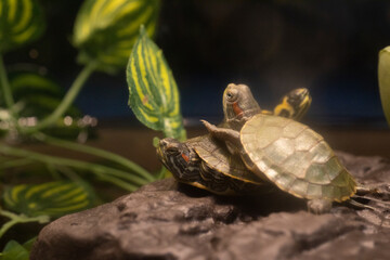 Red ear and yellow belly slider turtles.