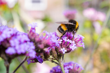 White tailed bumble bee gathering nectar on a purple top vervain in late summer in an English garden.