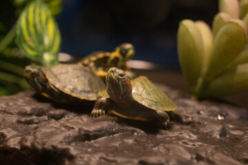Red ear and yellow belly slider turtles.