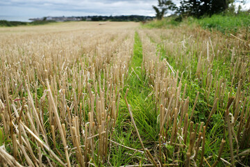 Straw field