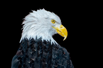 American Bald Eagle