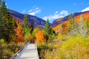 Beautiful fall colors along a boardwalk trail in the countryside of Vermont, USA - obrazy, fototapety, plakaty
