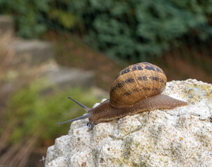 Schnecke mit Haus auf einer Gartendeko