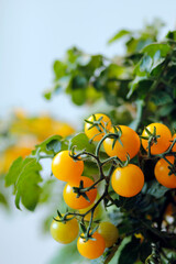 tomato plant on white background, agriculture with tomatoes, tomato harvest in september and october in autumn, fresh orange tomatoes