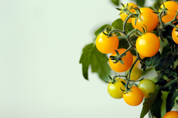 tomato plant on white background, agriculture with tomatoes, tomato harvest in september and october in autumn, fresh orange tomatoes