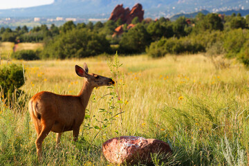 Female mule deer gazing at early morning in Garden of the Gods, Colorado Springs, Colorado, USA.