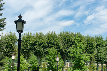 Trees and street light in a beautiful place in brykoz Istanbul, turkey
