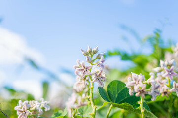 夏に咲くガガイモの花