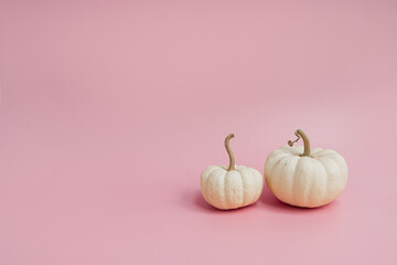 Two white decorative pumpkins on light pastel pink background with copy space. Autumn, fall, thanksgiving, halloween concept