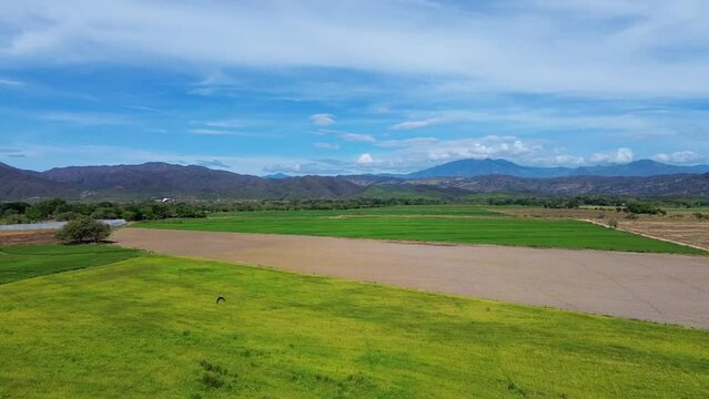 Landscape Rices Fields in Huila Colombia Farming industry, Colombian Agriculture