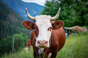 Portrait d'un Vache 