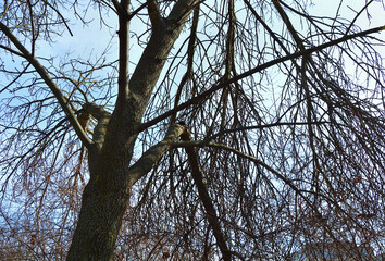 Broken tree branches after a strong wind