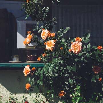 orange rose in a garden