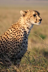 cheetah in serengeti