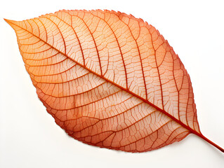 Obraz premium Close-up of a vivid autumn leaf with detailed veins in red and orange hues, isolated against white. Perfect for autumn, nature, and seasonal concepts