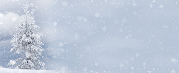 spruce in snow and white hoarfrost and snow with cones . winter background .Banner. Free space for...