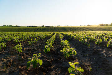 Soybean sprouts plants. A beautiful field of soybean seedlings. Soybean field at sunset