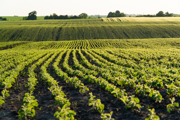 Fototapeta na wymiar A beautiful field of soybean seedlings. Small soybeans grow in wavy lines. Growing soybeans on an industrial scale